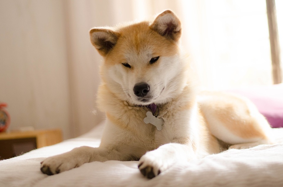 Akita inu je velmi společenský pes. 