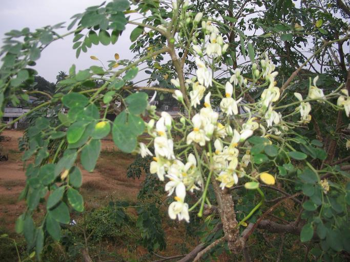 moringa